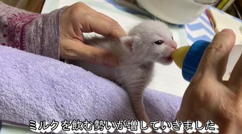 ミルクを飲む子猫