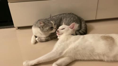 アメリカンカールの猫と寝そべっている猫