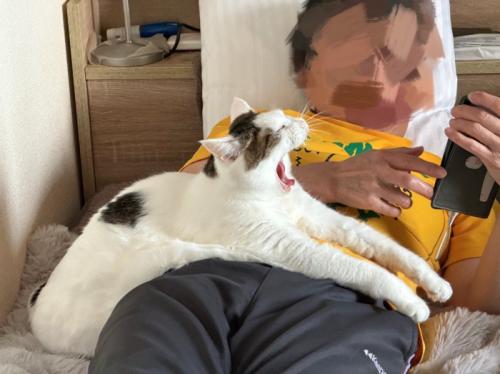 あくびする猫