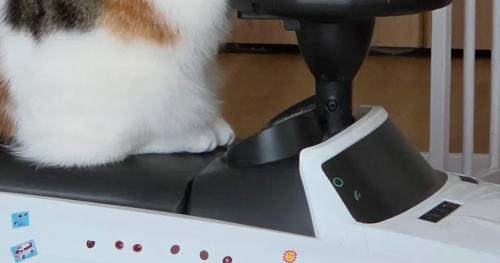 車と猫