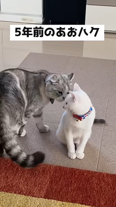 鼻をよせる猫とアメリカンカールの猫