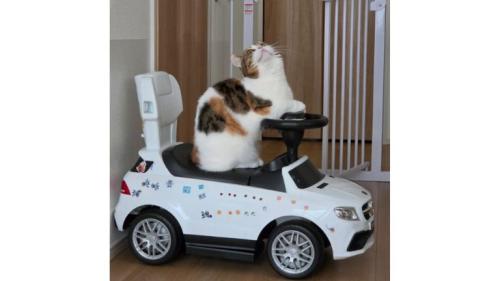 車と猫