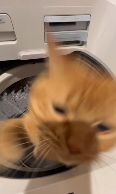 飛ぶ猫