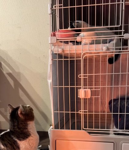 ケージの上段にいるカツラくんを見上げる先住猫