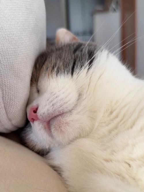 おでこをクッションにつけて寝ている猫