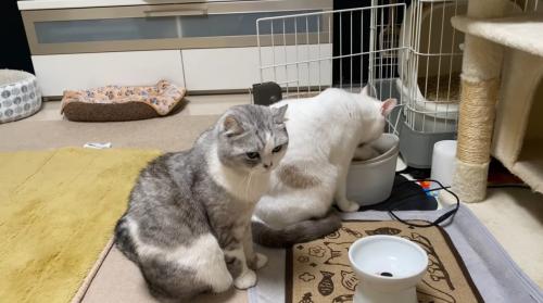 水を飲む猫と順番待ちする猫