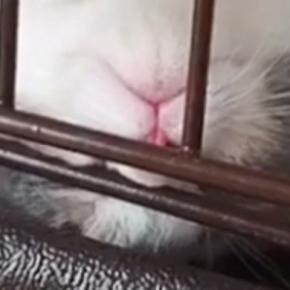 ケージの中でお昼寝をする『小さな子猫』…あまりにも可愛らしい寝相の数々に「大物になる予感ｗｗ」「なんちゅう寝方ｗ」と１万いいね