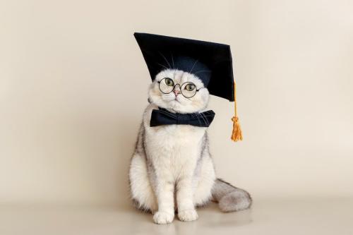 学帽をかぶった猫