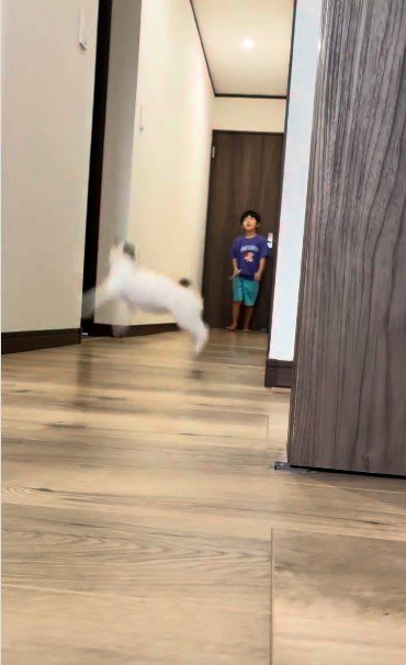 ジャンプしている子猫