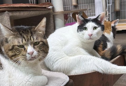 3匹の猫が同じ場所でくつろぐ様子