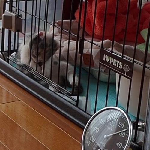 頭を下げて寝ている子猫