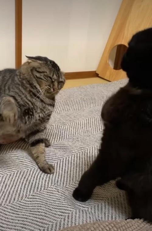 叩かれた猫