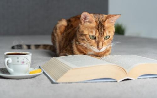 本を熟読しているように見える猫