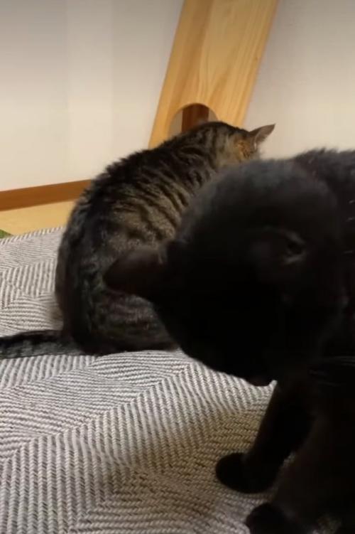 お尻歩きする猫