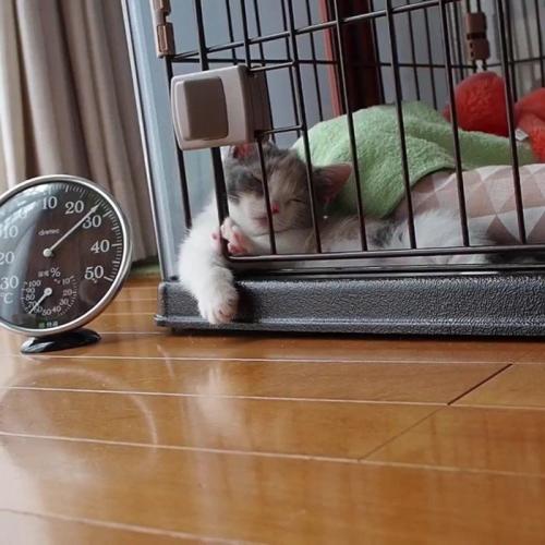 ケージから前足を出して寄りかかって寝る子猫