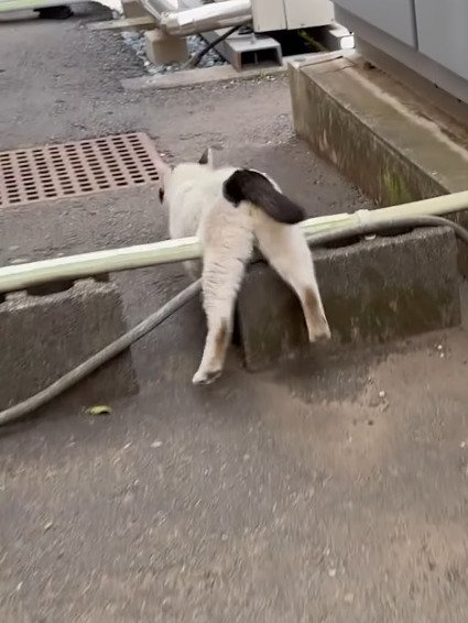 段差をよじ登ろうとする白黒猫