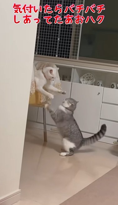 椅子に乗っている猫とけんかをするアメリカンカールの猫