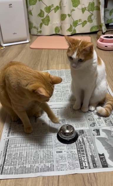 呼び出しベルを鳴らしている猫とそれを見ている猫