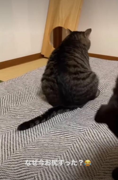 お尻歩きする猫2