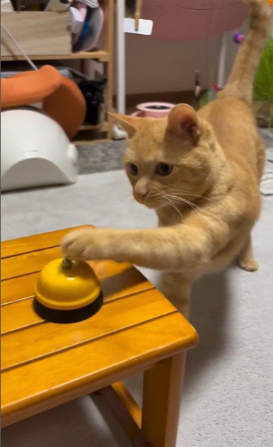 呼び出しベルを鳴らしている猫