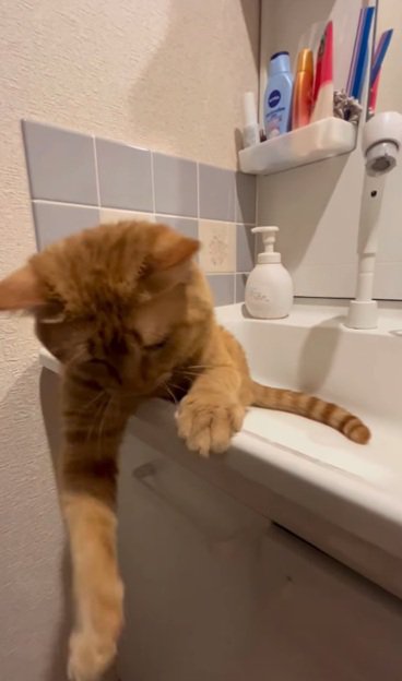 手を伸ばす猫