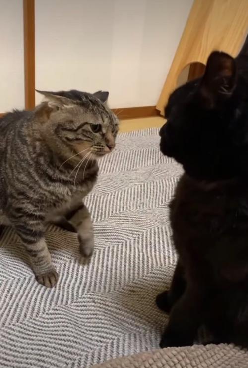 見つめる猫