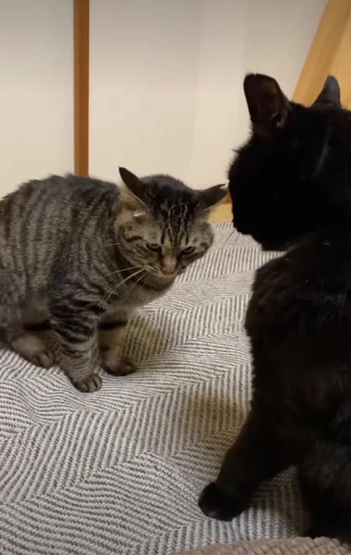 睨む猫