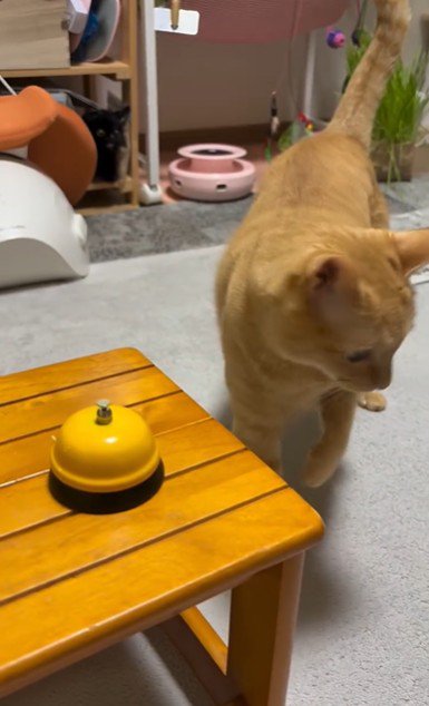 歩いている猫