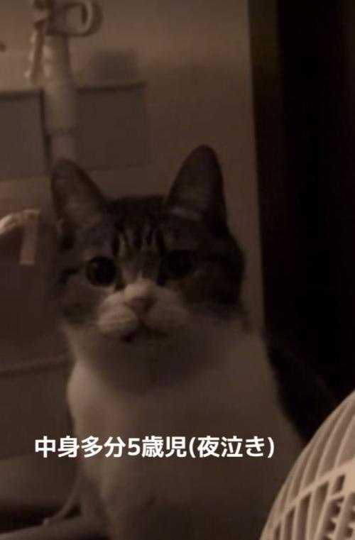 ママを見つめるキジ白猫