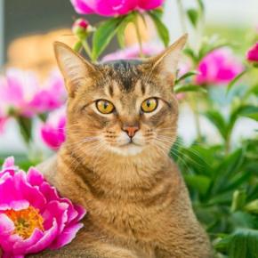 猫の『寿命』に影響を与える5つの要素　実は毛色や長さも関わっている？長生きの秘訣も