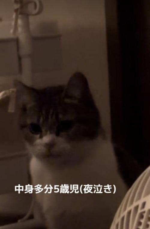 ママの布団の前で座るキジ白猫