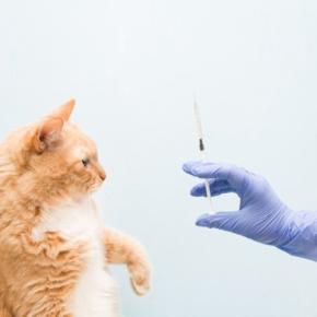 猫との暮らしの中で『洗濯ネット』が役立つ理由3つ　活用できるシーンや使用するときのコツもご紹介