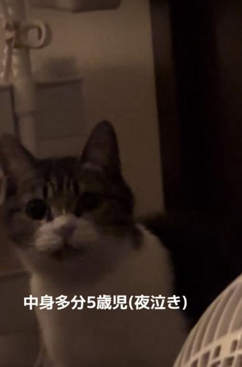 ママの布団の前に座るキジ白猫