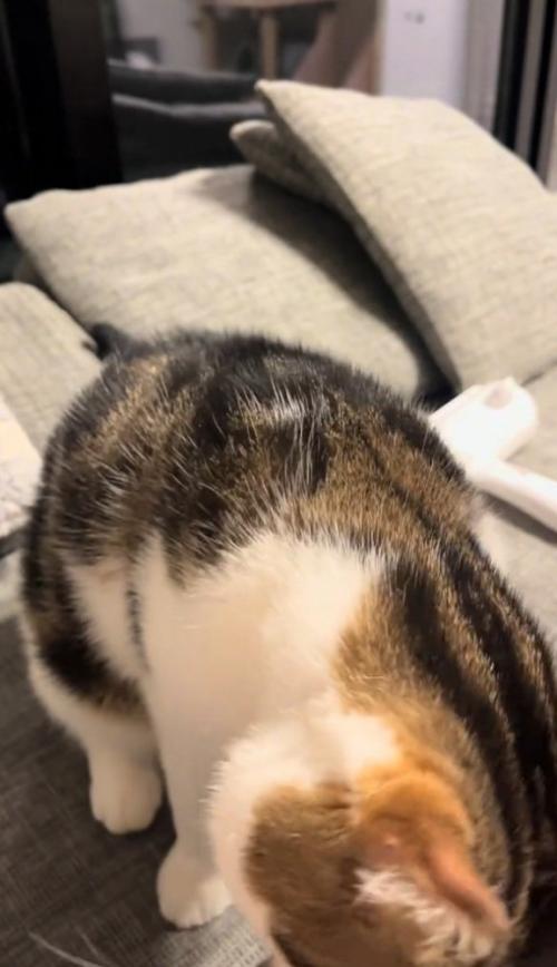 再度頭突きする猫