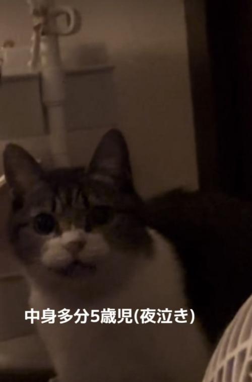 ママに向かって鳴くキジ白猫