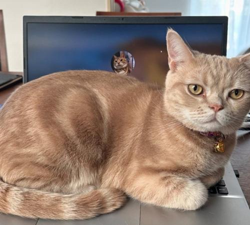 クリームタビーの猫