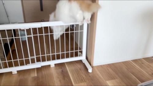 部屋の仕切りの柵を飛び越える猫