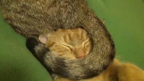 顔に巻きつき