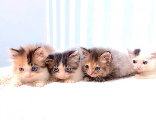 おもちゃを目で追う子猫