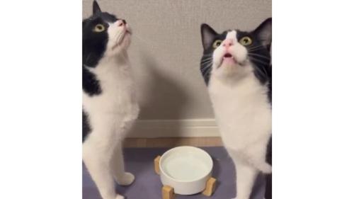 室内にいる猫