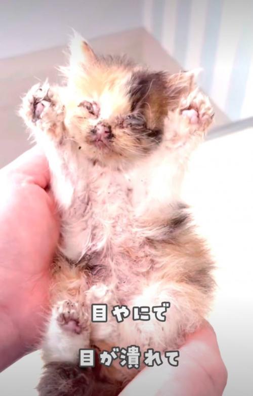 目が開かない子猫