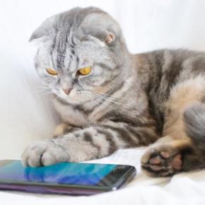 猫を疲れさせる『生活音』3選　苦手に感じる理由や負担を軽減するための対策