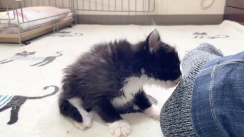 足を匂う黒い子猫