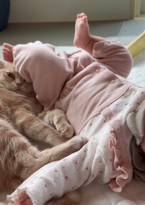 蹴られる猫1