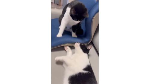 室内にいる猫