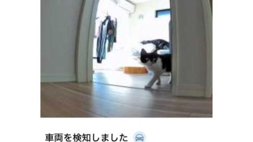 見守りカメラにうつる猫
