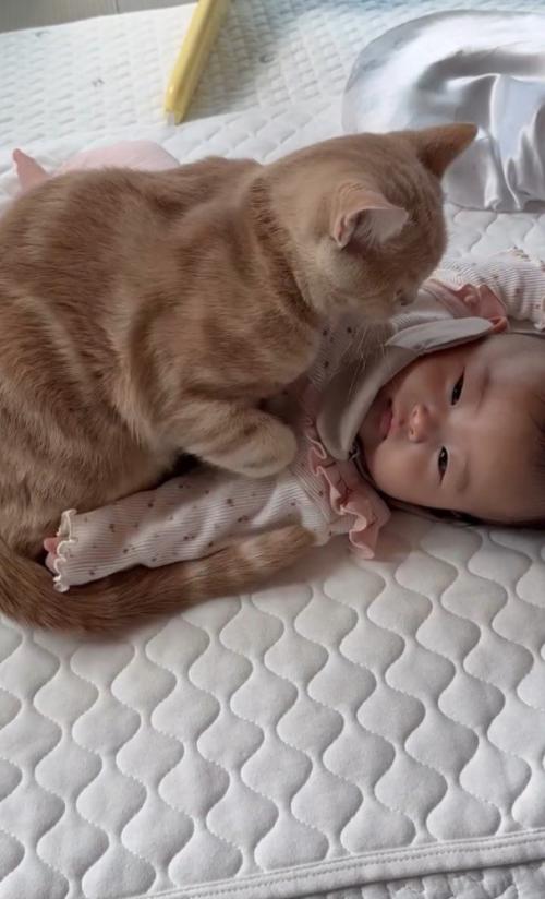 赤ちゃんに乗る猫