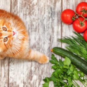 猫にとって危険な『夏野菜』８選　食べさせてはいけない理由や誤飲時に取るべき行動