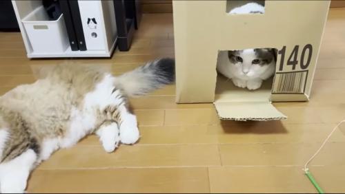 段ボールを拠点にする豆くん