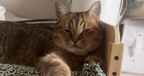 ベッドで寝ている猫